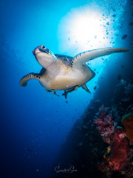 Turtle diving indonesia sulawesi siladen