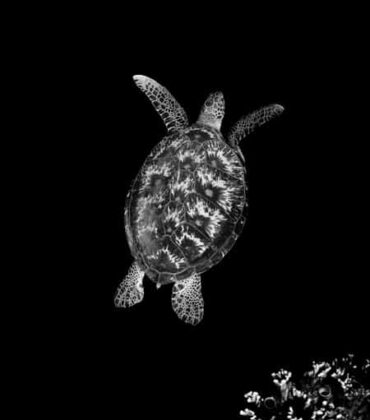 Turtle Conservation Efforts: Protecting a Precious Legacy in Bunaken Marine Park