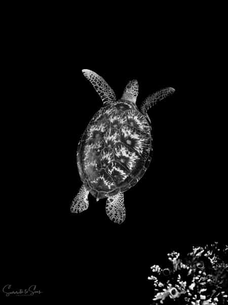 Turtle diving indonesia sulawesi siladen