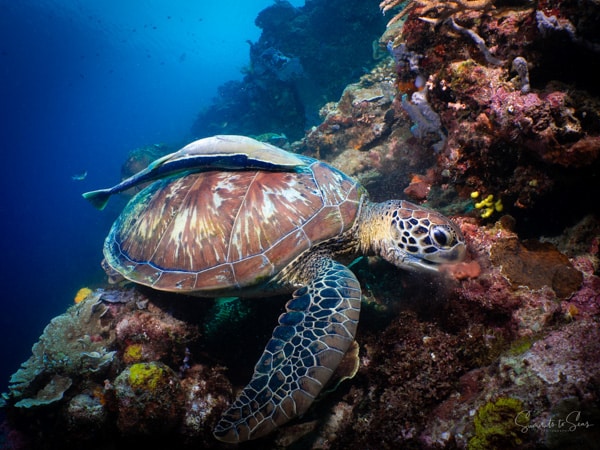 Turtle diving indonesia sulawesi siladen