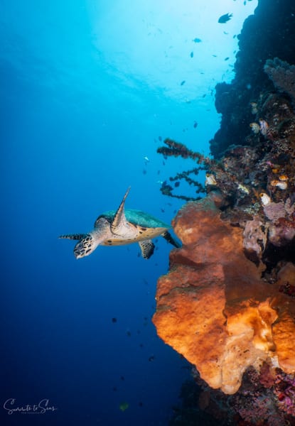 Turtle diving indonesia siladen