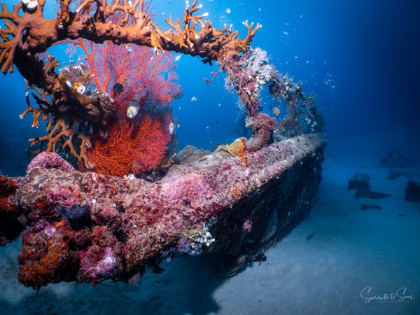 Wreck diving indonesia sulawesi