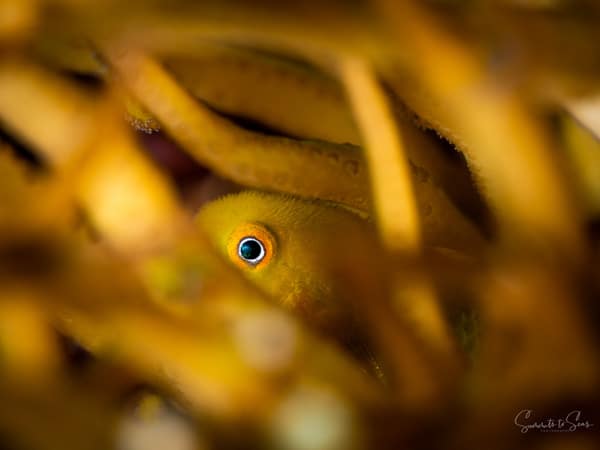 Yellow goby diving indonesia sulawesi