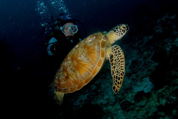 turtle diving indonesia coral reef fish