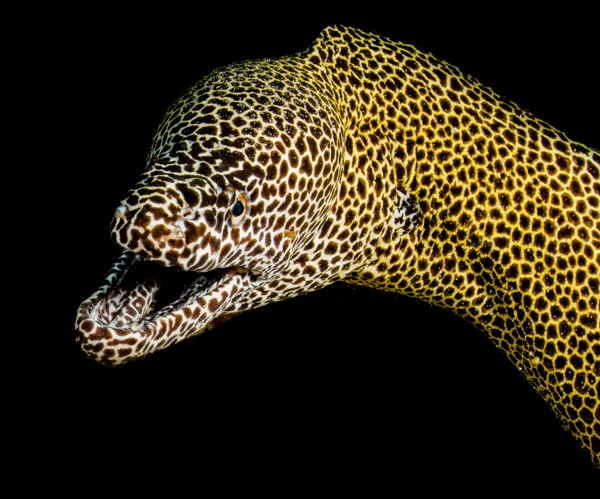 murena diving indonesia coral reef fish