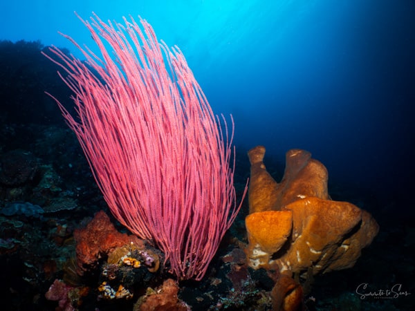 Reef diving indonesia sulawesi siladen