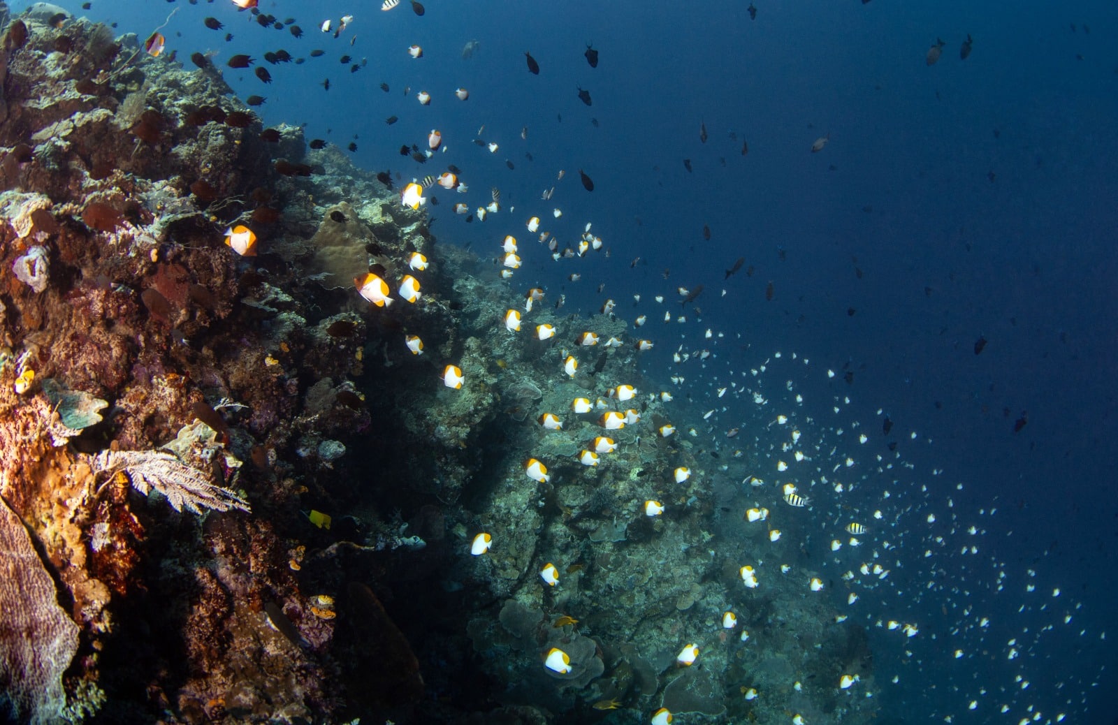 Underwater videography