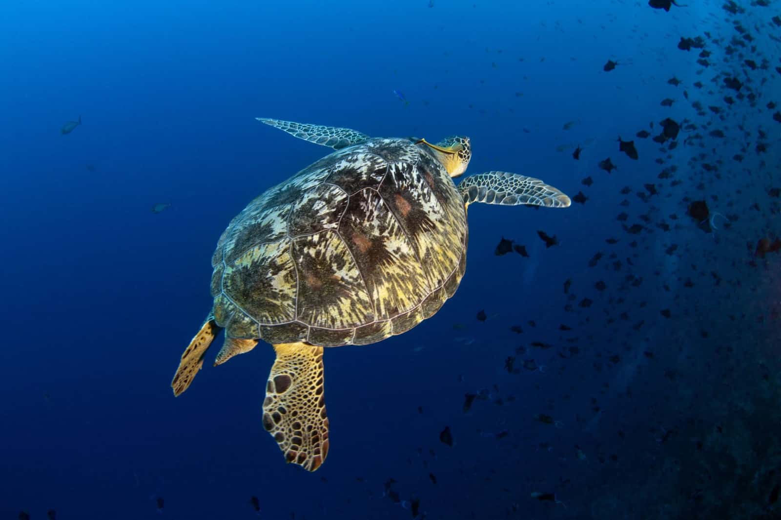 Underwater videography