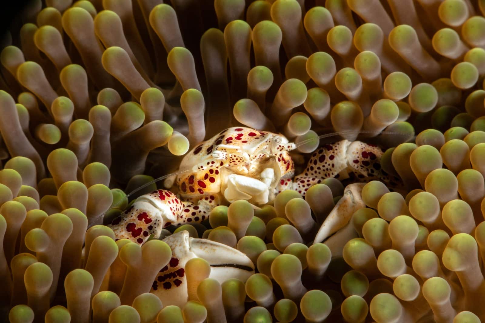 Underwater videography