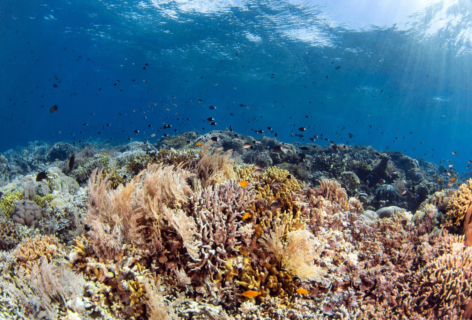 Underwater videography workshop with julie ouimet & Michel Labreque of N2PIX