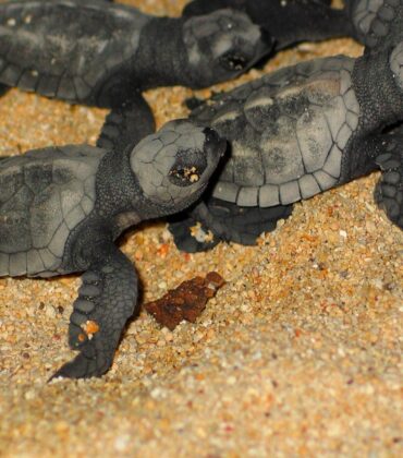 Turtle Hatching