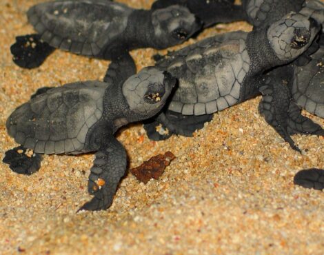 Turtle Hatching