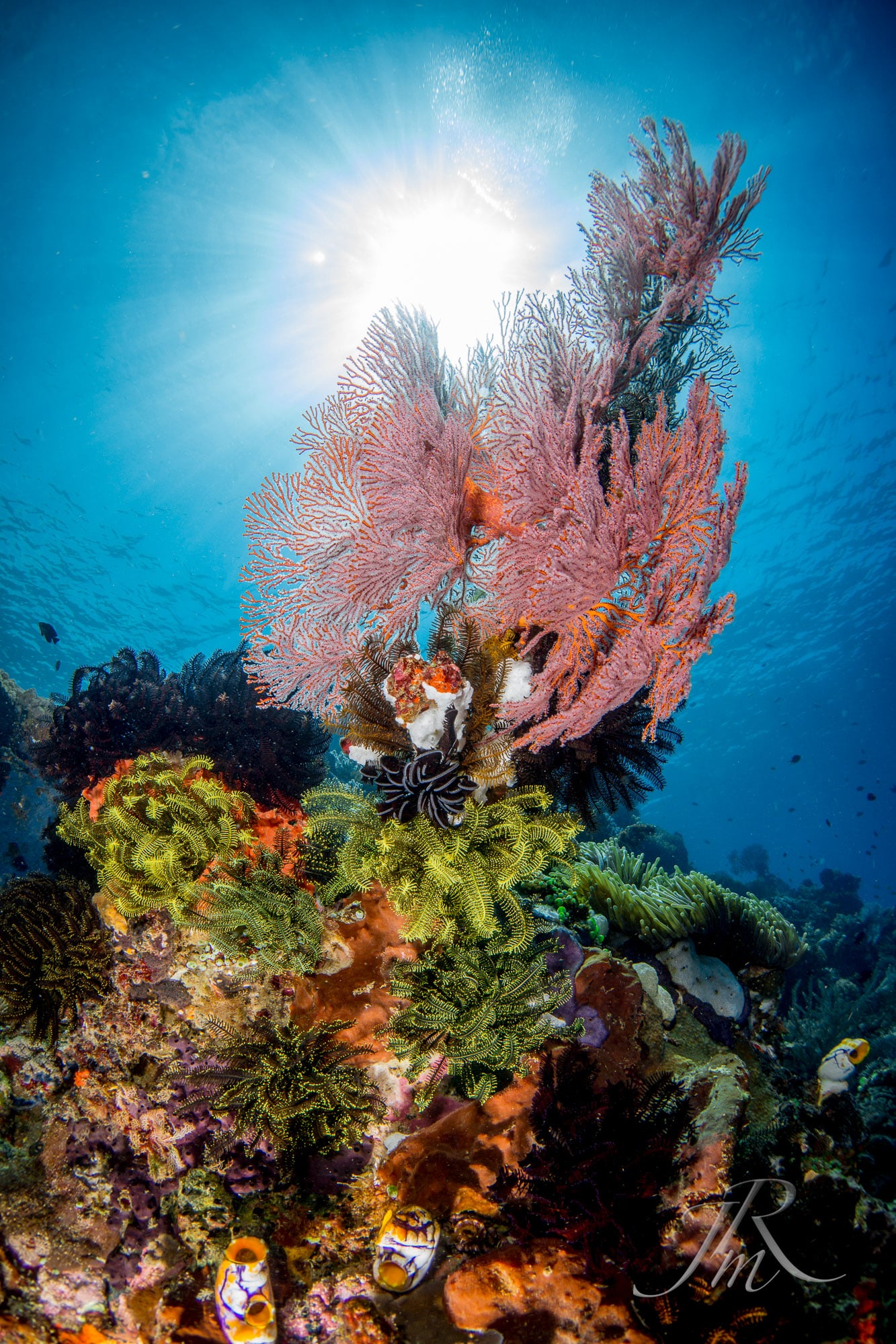 indonesia diving and snorkeling