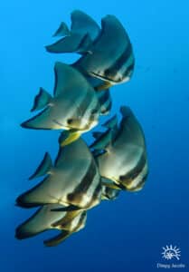 Schooling Batfish