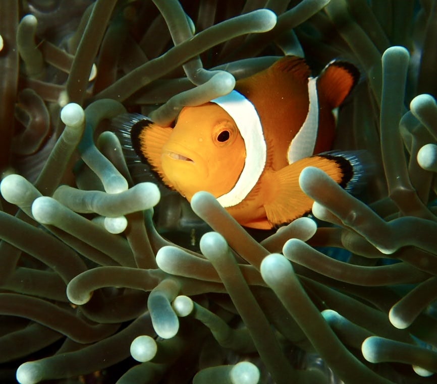 coral reef fish diving and snorkelling
