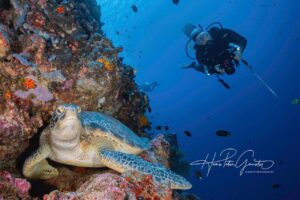 dive and snorkeling in siladen