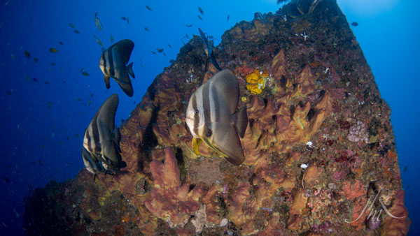 Bat fish