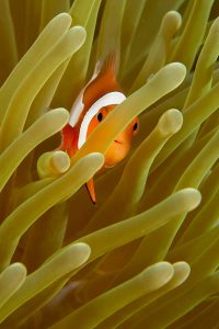 Anemone Fish and Anemones