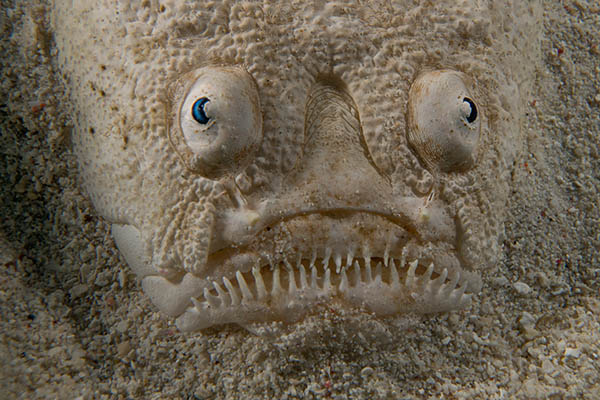 Stargazer fish