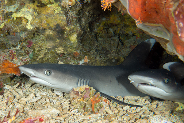 Whitetip Reef Shark Facts - Siladen Resort & Spa Indonesia
