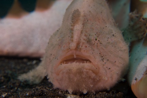 Frogfish: Masters of Disguise - Siladen Snorkeling & Dive Resort Indonesia
