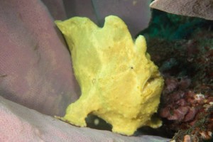 Frogfish3