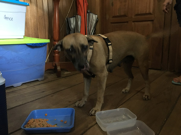 Siladen's Dog