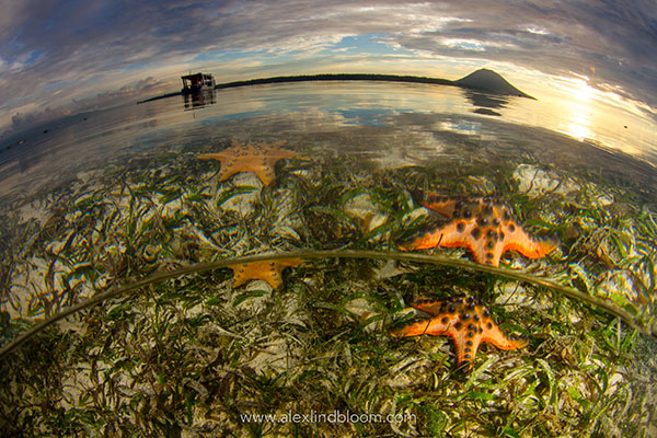 Siladen's Seagrass Meadows