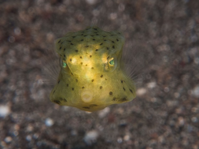Bizarre Boxfish