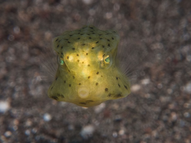 Bizarre Boxfish