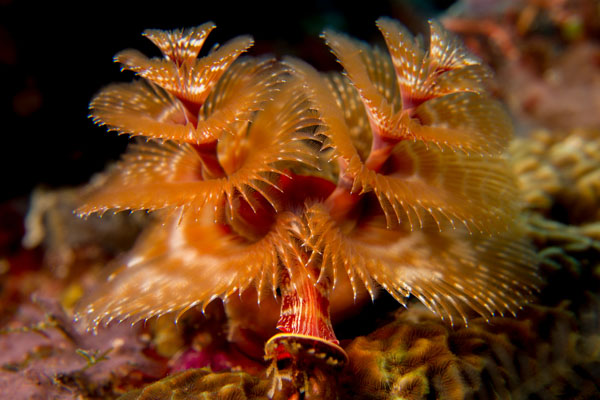 Christmas Tree Worms North Sulawesi Watersports Association