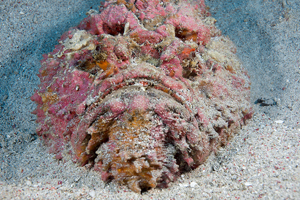 Stonefish