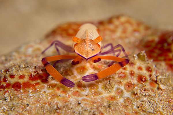 Emperor Shrimp