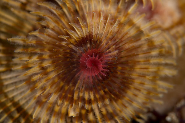 Xmas Tree Worms