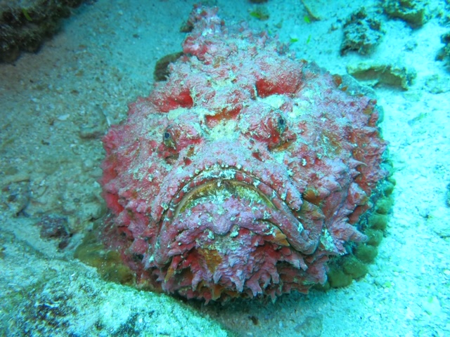 stonefish sting effects