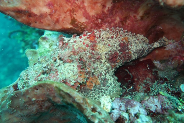 Stonefish