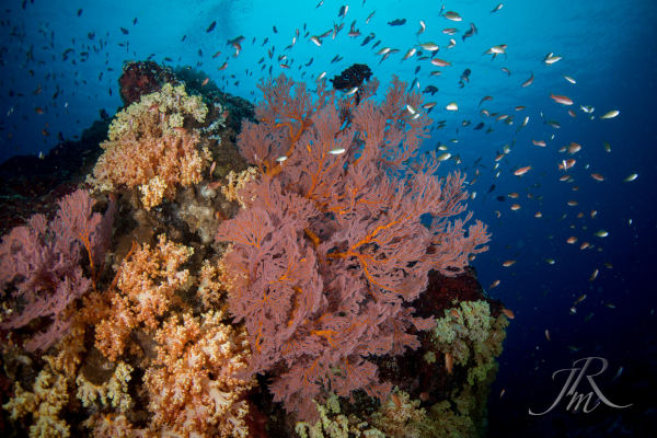 Coral reefs of bunaken