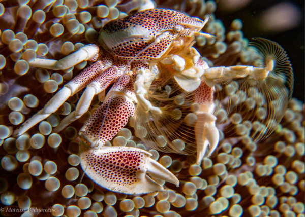 Porcelain Crabs of Bunaken - Siladen Resort & Spa Indonesia