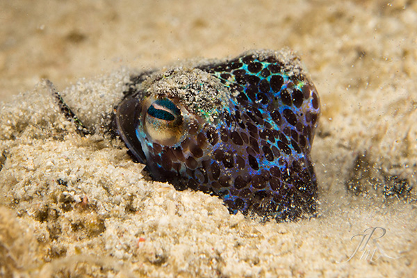 Bobtail Squid