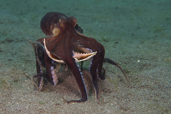 Siladen Octopus