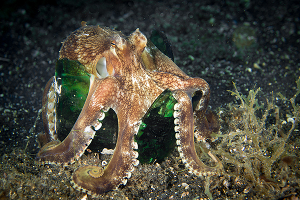 Siladen Octopus