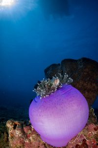 Anemone Fish and Anemones