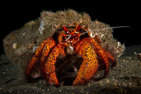 Siladen Crab