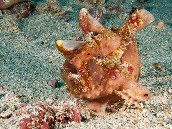 The Frogfish of Bunaken Marine Park