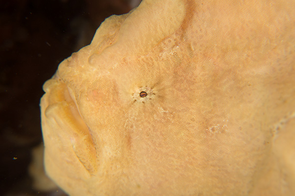 The Frogfish of Bunaken Marine Park