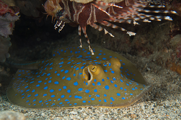The Bluespotted Ribbontail Ray