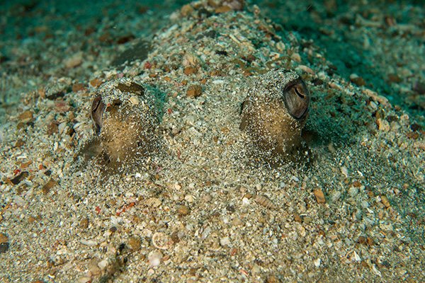 The Bluespotted Ribbontail Ray