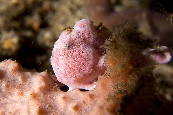 The Frogfish of Bunaken Marine Park