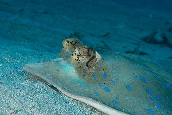 The Bluespotted Ribbontail Ray