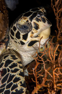 Hawksbill Turtles